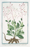 Portulaca racemosa foliis obovatis planiusculis, racemo simplici triquetro – Porcachia americana perenne – Pourpier. (potherb fameflower, waterleaf, Surinam purslane, Ceylon spinach,