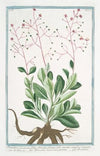 Portulaca racemosa foliis obovatis planiusculis, racemo simplici triquetro – Porcachia americana perenne – Pourpier. (potherb fameflower, waterleaf, Surinam purslane, Ceylon spinach,