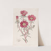 Portulaca splendens (1815-1819) by Sydenham Edwards