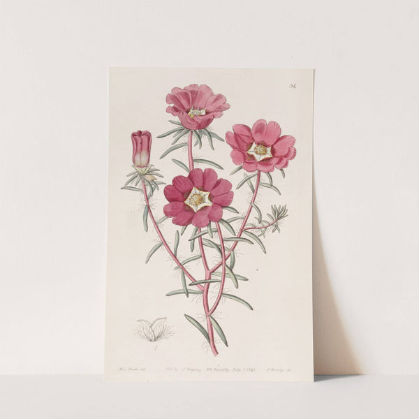 Portulaca splendens (1815-1819) by Sydenham Edwards