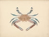 Portunua pelagicus (Blue Crab)