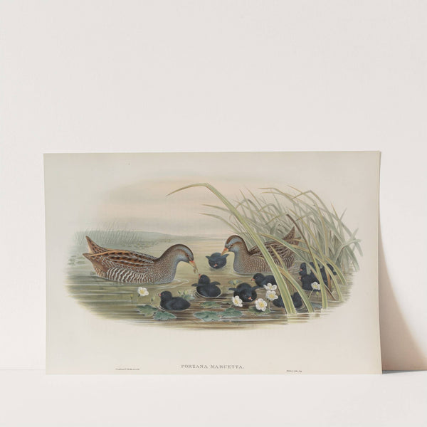 Porzana maruetta. Spotted Crake. (1862-1873) by John Gould