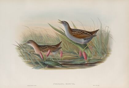 Porzana minuta. Olivaceous Crake. (1862-1873)