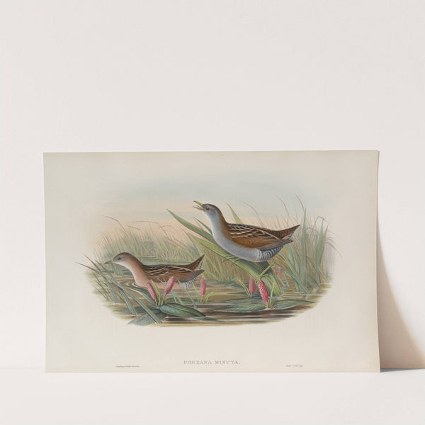 Porzana minuta. Olivaceous Crake. (1862-1873) by John Gould