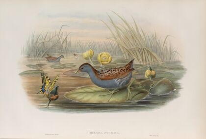 Porzana pygmæa. Baillon’s Crake. (1862-1873)