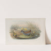 Porzana pygmæa. Baillon’s Crake. (1862-1873) by John Gould