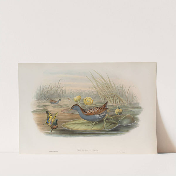 Porzana pygmæa. Baillon’s Crake. (1862-1873) by John Gould