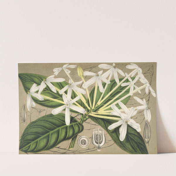 Posoqueria multiflora by Charles Antoine Lemaire