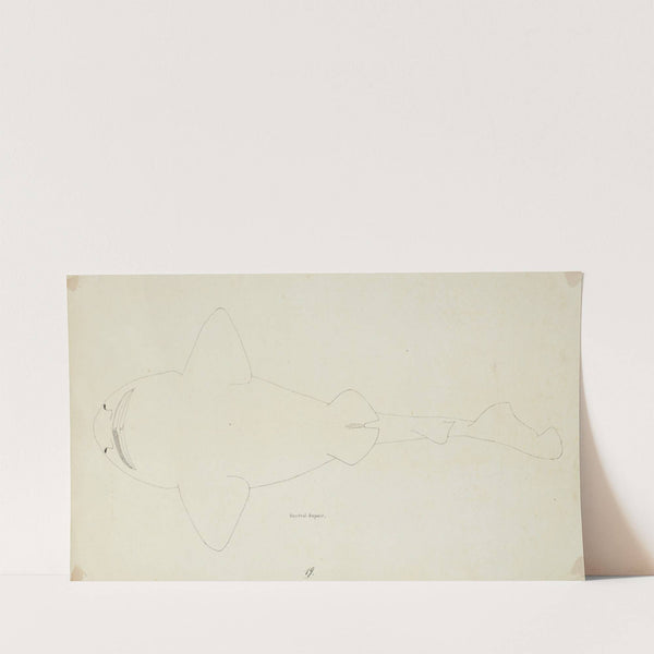 Possibly a Cephaloscyllium isabella (NZ) – ventral view ; carpet shark by Frank Edward Clarke