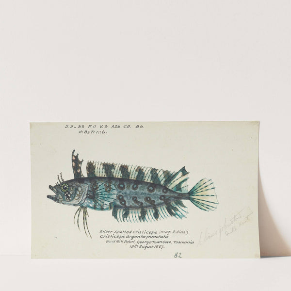 Possibly Cristiceps sp (Tas) : Weedfish (1867) by Frank Edward Clarke