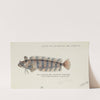 Possibly Heteroclinus sp (Tas) : Weedfish (1867) by Frank Edward Clarke