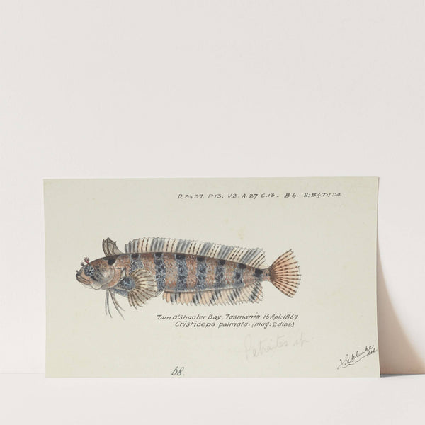Possibly Heteroclinus sp (Tas) : Weedfish (1867) by Frank Edward Clarke