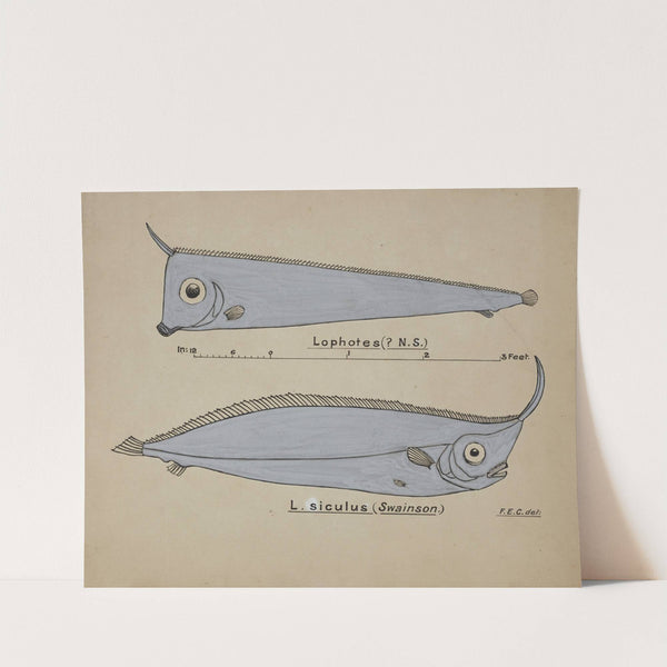 Possibly Lophotes capallei (Crested bandfish) by Frank Edward Clarke