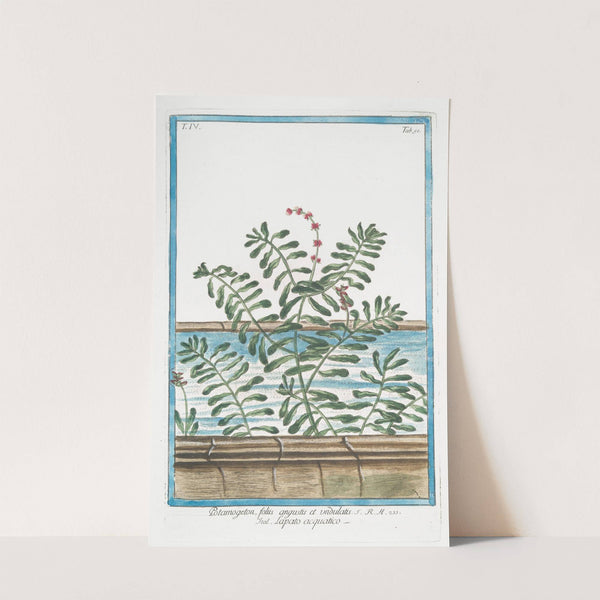 Potamogeton, foliis angustis et undulatis - Lapato acquatico. (Narrow and wavy leaf Pondweed) by Giorgio Bonelli