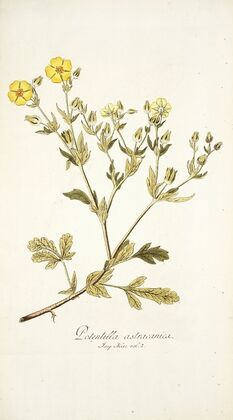 Potentilla astracanica