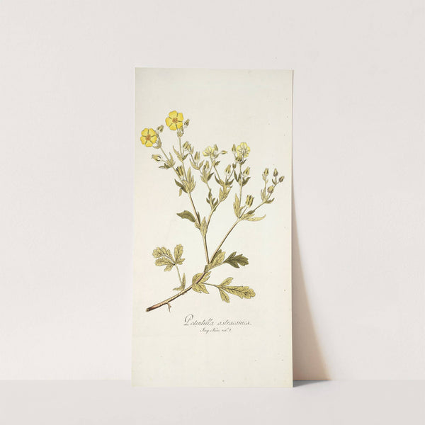 Potentilla astracanica (1781-1793) by Nikolaus Joseph Freiherr von Jacquin