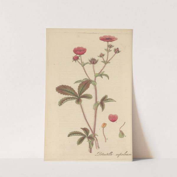 Potentilla nepalensis by William Jackson Hooker