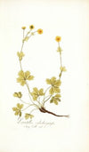 Potentilla salisburgensis