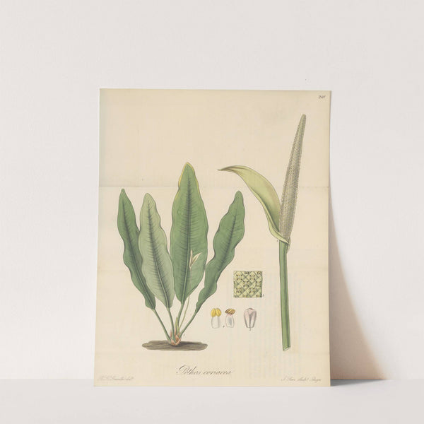 Pothos coriacea by William Jackson Hooker