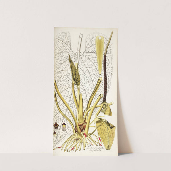 Pothos grandifolia (1781-1793) by Nikolaus Joseph Freiherr von Jacquin