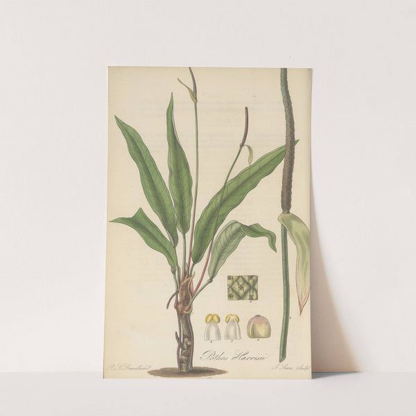 Pothos Harrisii by William Jackson Hooker