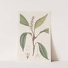 Pothos-like Spoonflower by Sydenham Edwards