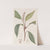 Pothos-like Spoonflower by Sydenham Edwards