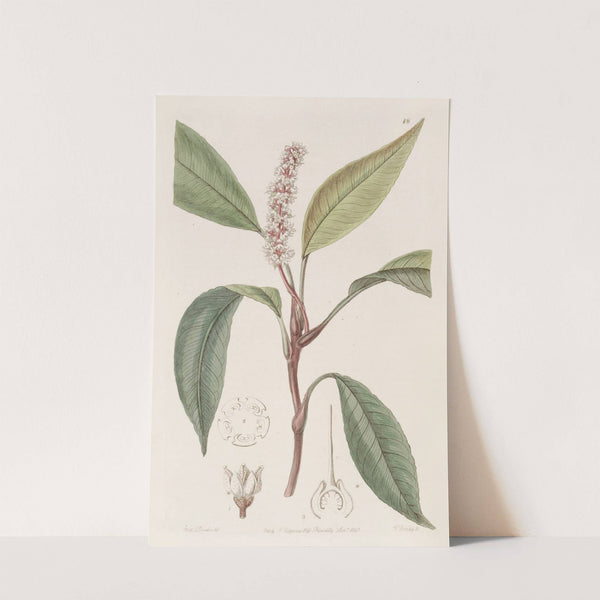 Pothos-like Spoonflower by Sydenham Edwards