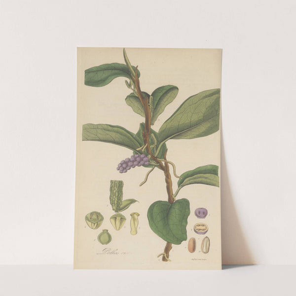 Pothos violacea by William Jackson Hooker