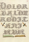 Potter Wasp, Hover Fly, and Caterpillars (1561–1596)