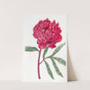 Potts's Chinese Paeony by Sydenham Edwards