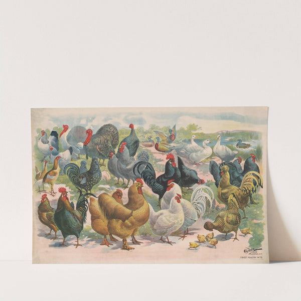 Poultry (1892) by Courier Litho. Co.
