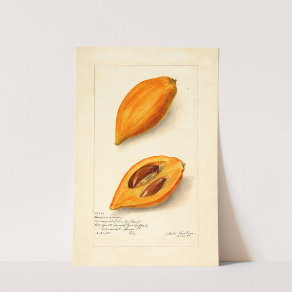 Pouteria campechiana (1905) by Amanda Almira Newton