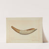 Powder Horn by James M. Lawson