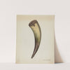 Powder Horn by Annie B. Johnston