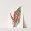Powdered Heliconia by Sydenham Edwards