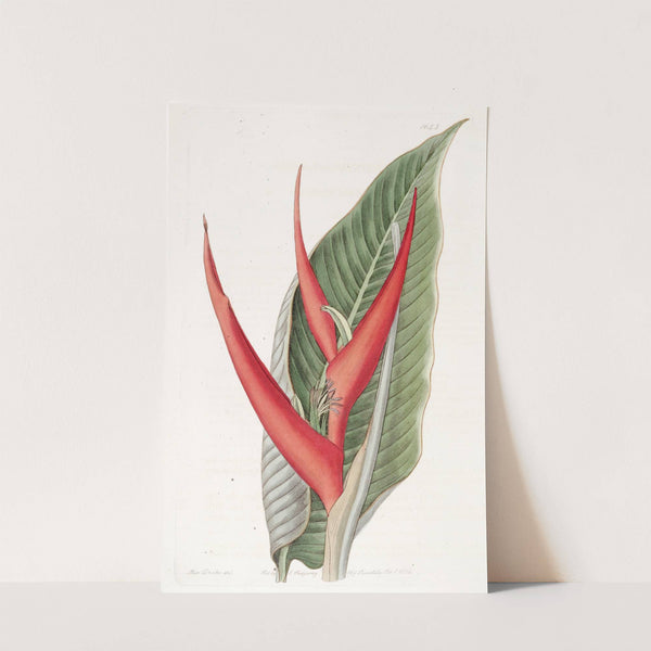 Powdered Heliconia by Sydenham Edwards