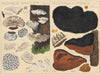 Poyporus borealis, Poyporus hispidus (1915-1945)