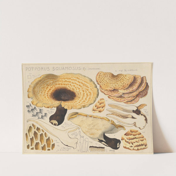Poyporus squamosus Fr. (Hudson) (1915-1945) by Hans Walty
