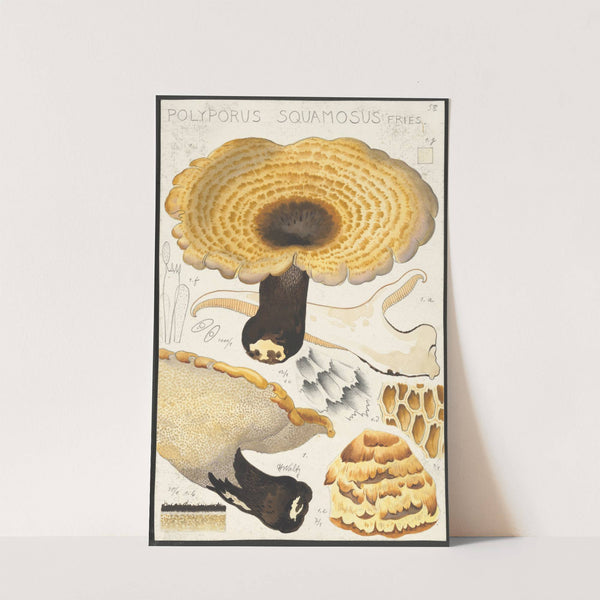 Poyporus squamosus Fries. (1915-1945) by Hans Walty