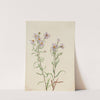 Prairie Aster (Aster campestris) (1923) by Mary Vaux Walcott
