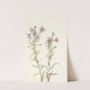 Prairie Aster. Aster campestris (1925) by Mary Vaux Walcott