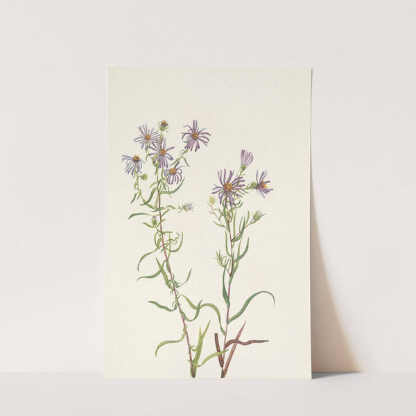 Prairie Aster. Aster campestris (1925) by Mary Vaux Walcott