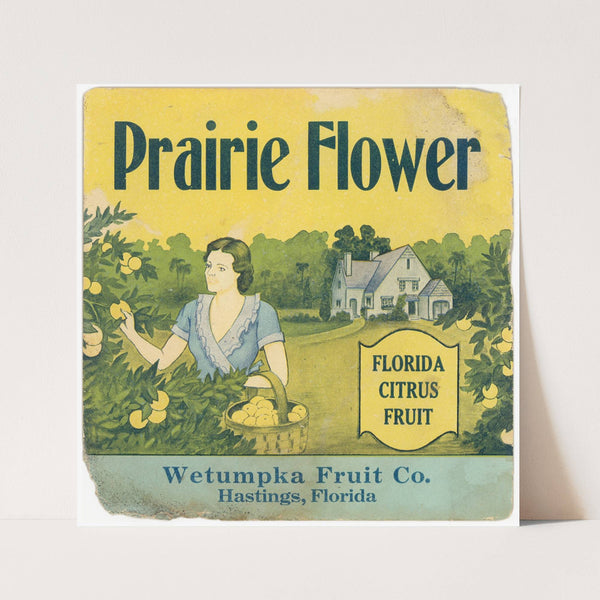 Prairie Flower Citrus Label (1930-1950)