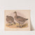 Prairie hen. Cupidonia cupido. 1. Male. 2. Female (1874) by Louis Prang & Co.