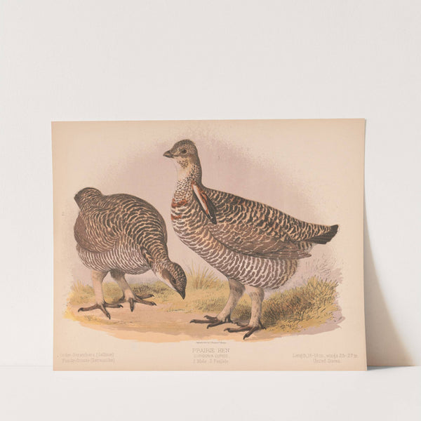 Prairie hen. Cupidonia cupido. 1. Male. 2. Female (1874) by Louis Prang & Co.