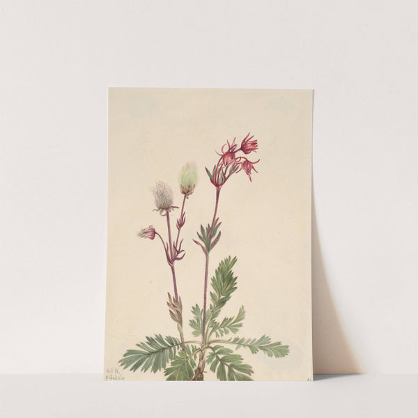 Prairie-Smoke (Sieversia ciliata) (1921) by Mary Vaux Walcott