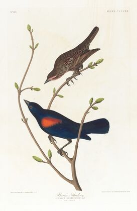 Prairie starling