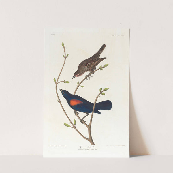 Prairie starling (1827–1838) by John James Audubon