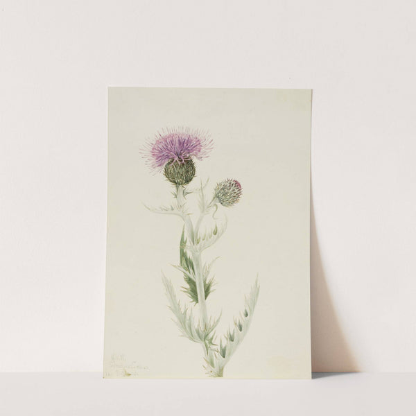Prairie Thistle (Cirsium undulatum) (1923) by Mary Vaux Walcott